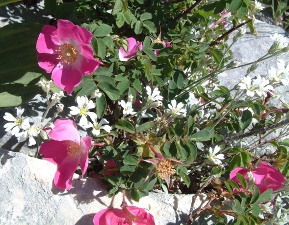 Rosa pendulina